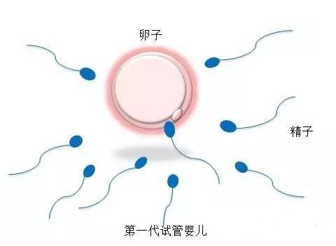 专业供卵代怀服务
